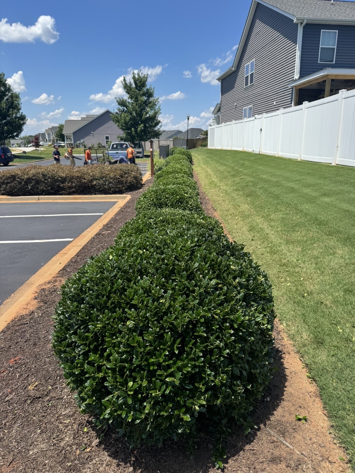 Boxwood reshape